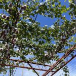 ぶどう狩り🍇：川間